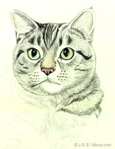 Side Drawing Of A Cat 300 Best Drawing Cats Images In 2019 Draw Animals Cat