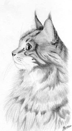 Side Drawing Of A Cat 6486 Best Cat Drawing Images Cat Illustrations Drawings Cat