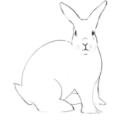 Simple Drawing Cute Rabbit How to Draw A Realistic Bunny Rabbit