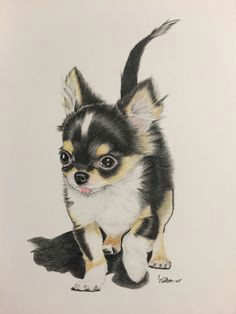 Simple Drawing Of A Chihuahua Dog Die 64 Besten Bilder Von Chihuahua Drawings Chihuahua Art Und