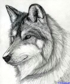 Simple Drawing Of A Gray Wolf 61 Best Wolf Images Wolves Drawing Ideas Drawings