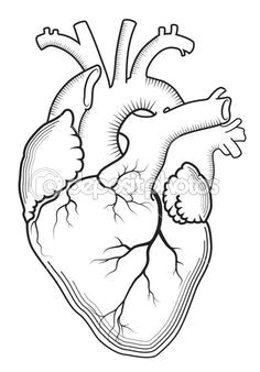 Simple Drawing Of A Real Heart How to Draw A Heart Science Drawing Lesson Drawing Ideas 3 In