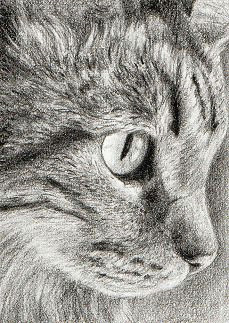 Simple Drawing Of A Tabby Cat 138 Best 16 Cats Art Pencil Charcoal Drawings Images Pencil
