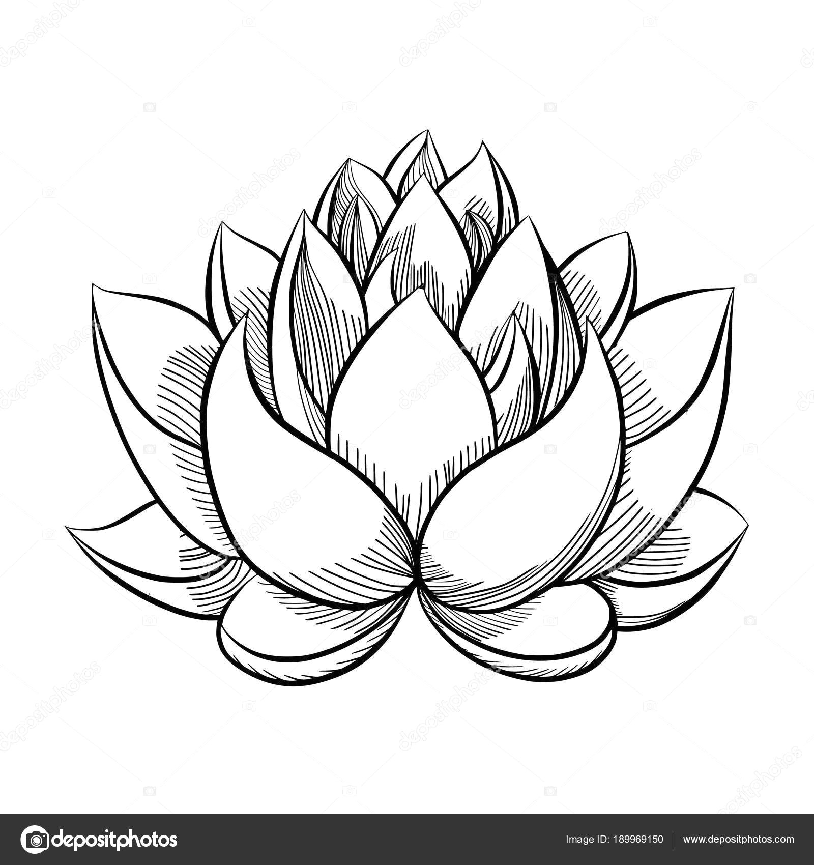 Simple Drawing Of Lotus Flower 8 Lotus Drawing Bud for Free Download On Ayoqq org