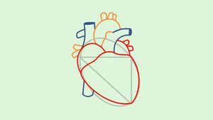 Simple Line Drawing Of A Heart Draw A Human Heart My Art Institute Drawings Human Heart Human