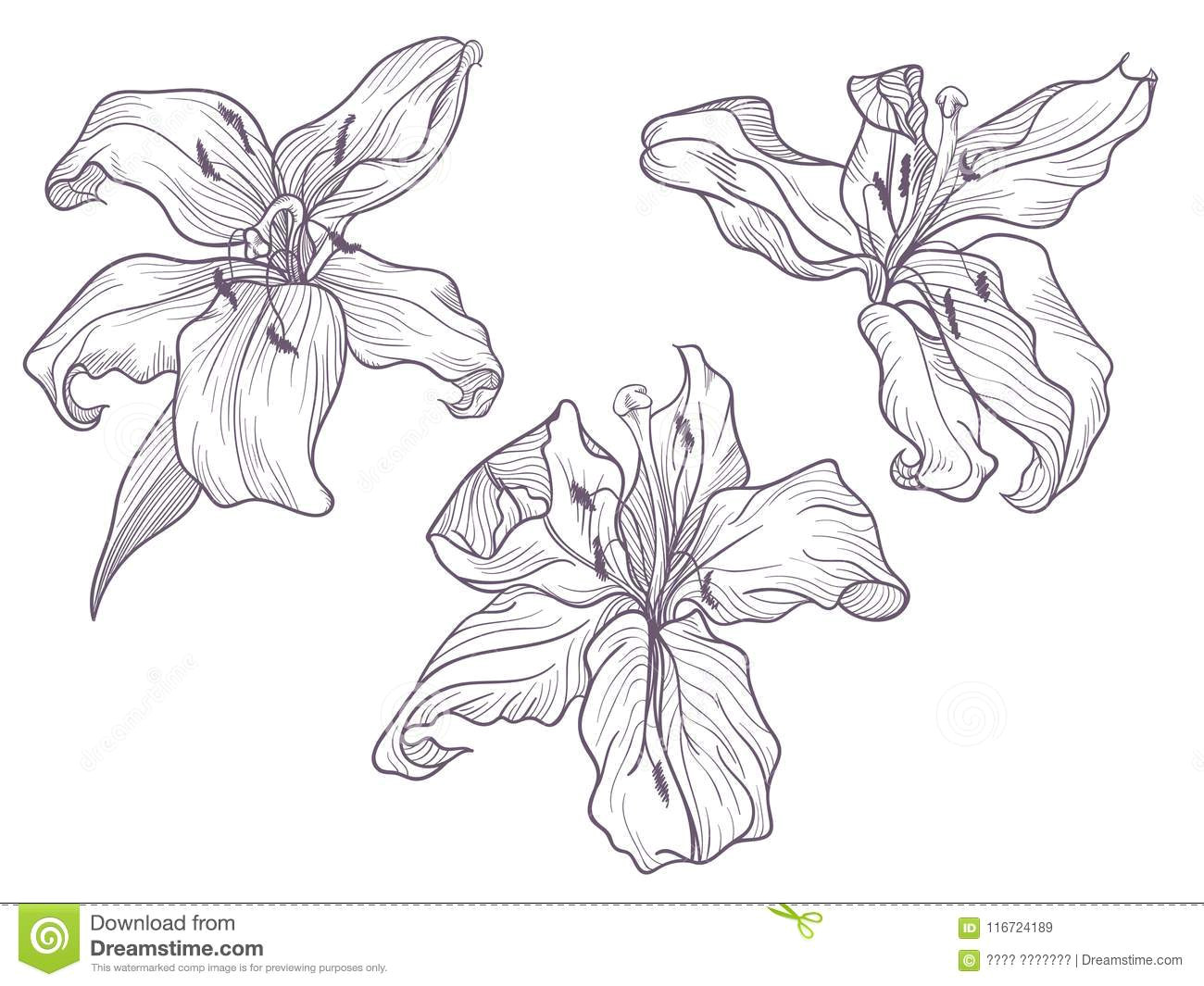 Simple Line Drawings Of Hands Hand Drawn Dark Lilac Lily Line Doodling Art Stock Vector
