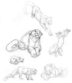 Sketch Drawing Of A Cat 1000 Images About Animal Drawings On Pinterest Character Design