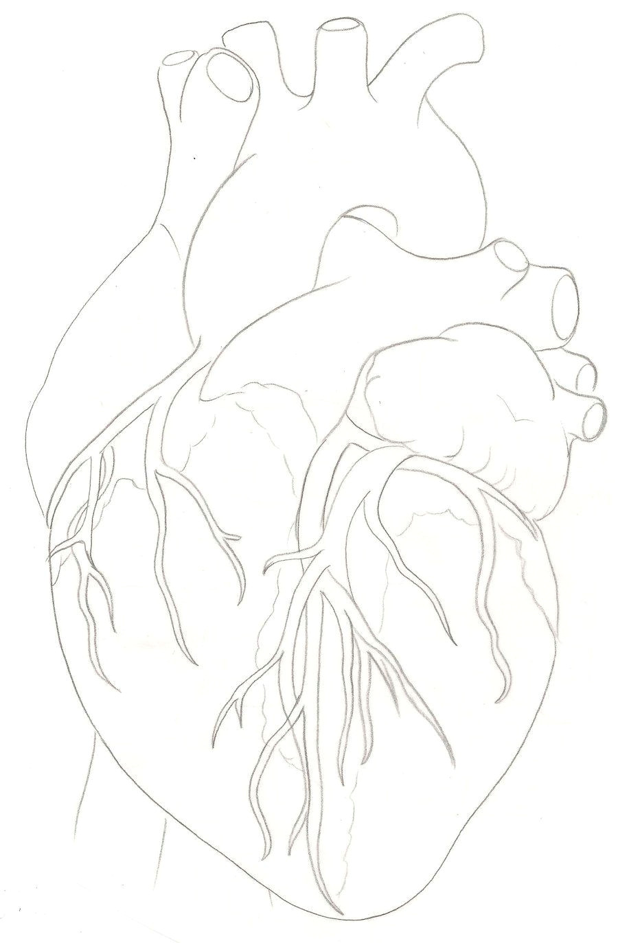 Sketch Drawing Of A Heart Human Heart Tattoo by Metacharis On Deviantart Always A Parents