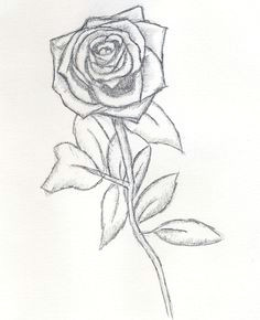 Sketch Of Rose for Drawing 40 Best Beautiful Drawn Roses Images Drawing Techniques Rose