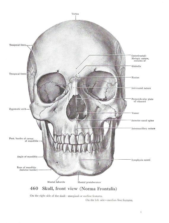 Skull Drawing Angles Anatomical Skull Vintage Print Scientific Medical by Maddoxandrose