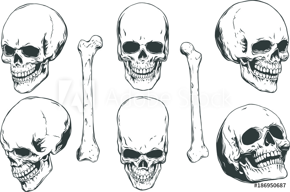 Skull Drawing Angles Fotografija Hand Drawn Realistic Human Skulls and Bones From