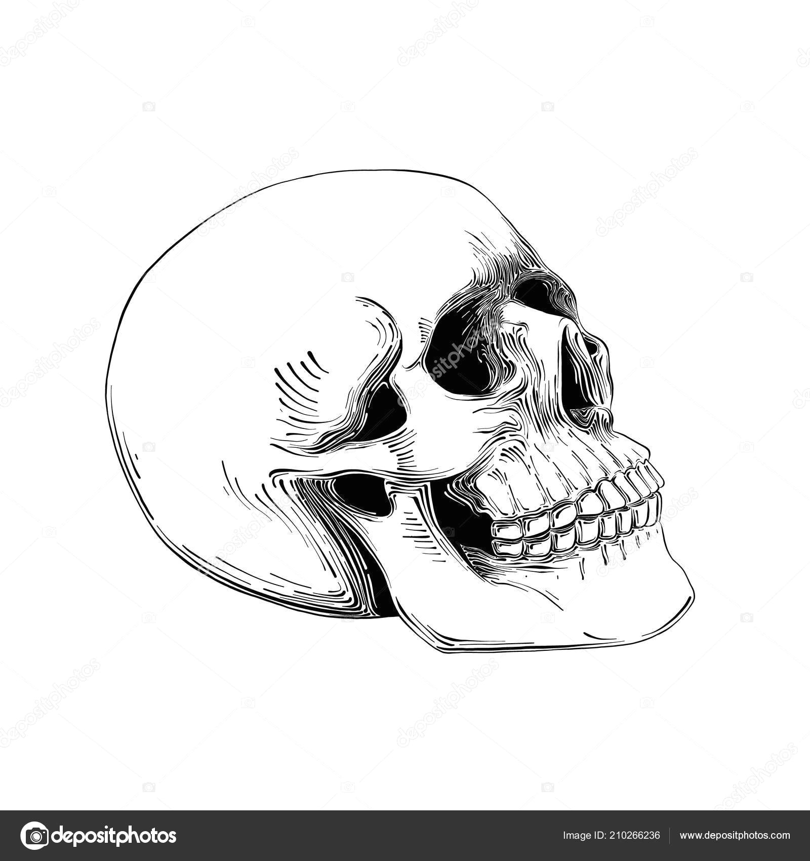 Skull Drawing Background Hand Drawn Sketch Of Skull In Black isolated On White Background