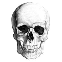 Skull Drawing Bones Die 60 Besten Bilder Von Skulls Skull Skull Art Und Bones