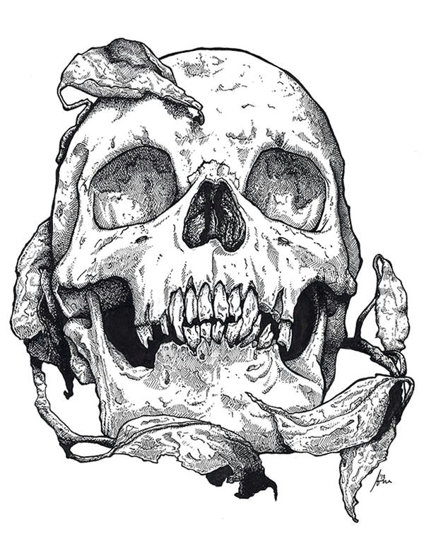 Skull Drawing Bones Skull On Behance Step Pinterest Skull Art Skull and Skull and