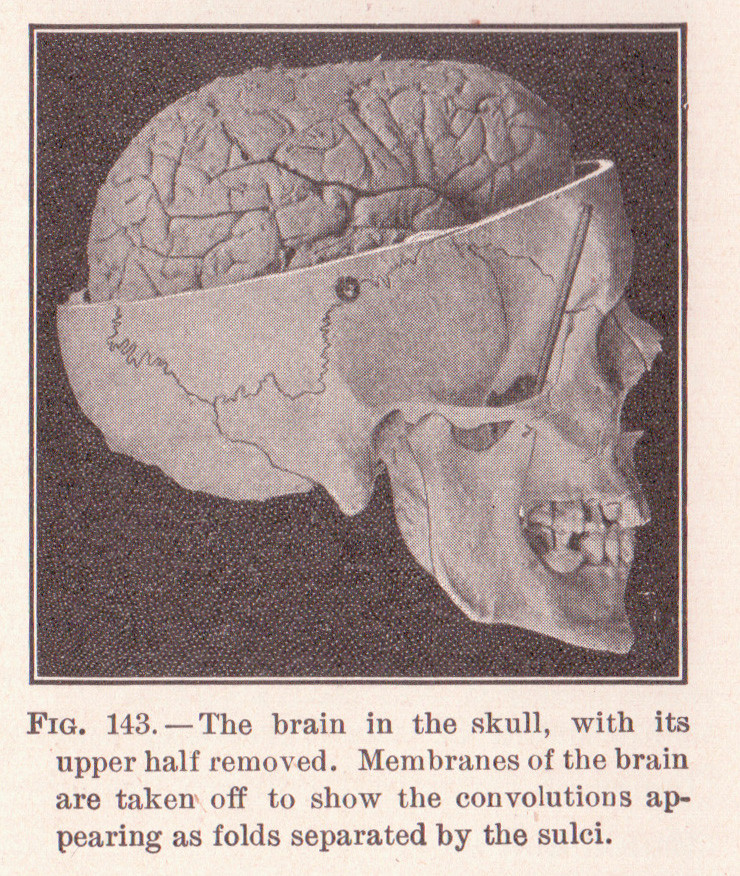 Skull Drawing Brain File Page 215 Skull and Brain Jpg Wikimedia Commons