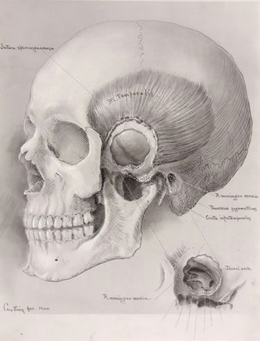 Skull Drawing Brain Harvey Cushing Drawing Of the Brain 1900 Let S Study and