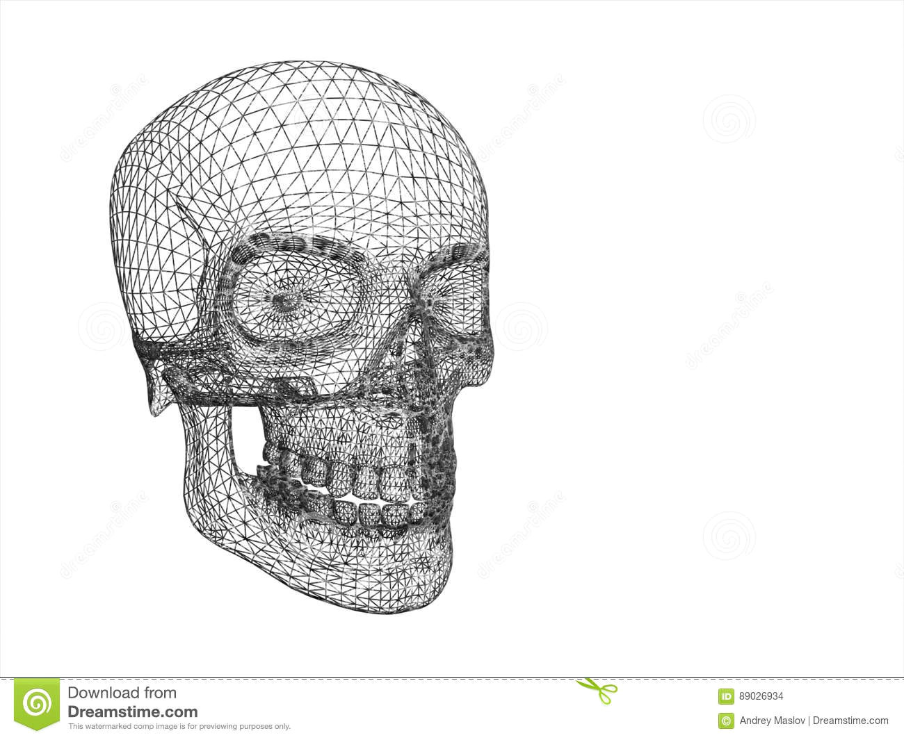 Skull Drawing Brain Structure Of Human Skull In Perceptive isolated Stock Illustration