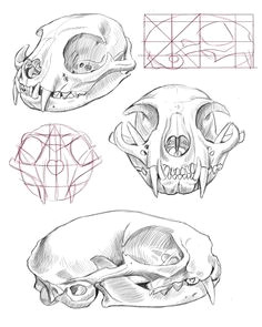 Skull Drawing by Wizard 75 Best Cat Drawing Images Sketches Paintings Draw