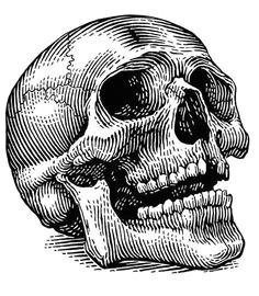 Skull Drawing.com Skull Drawing Vector Black and White Illustration Of Human Skull
