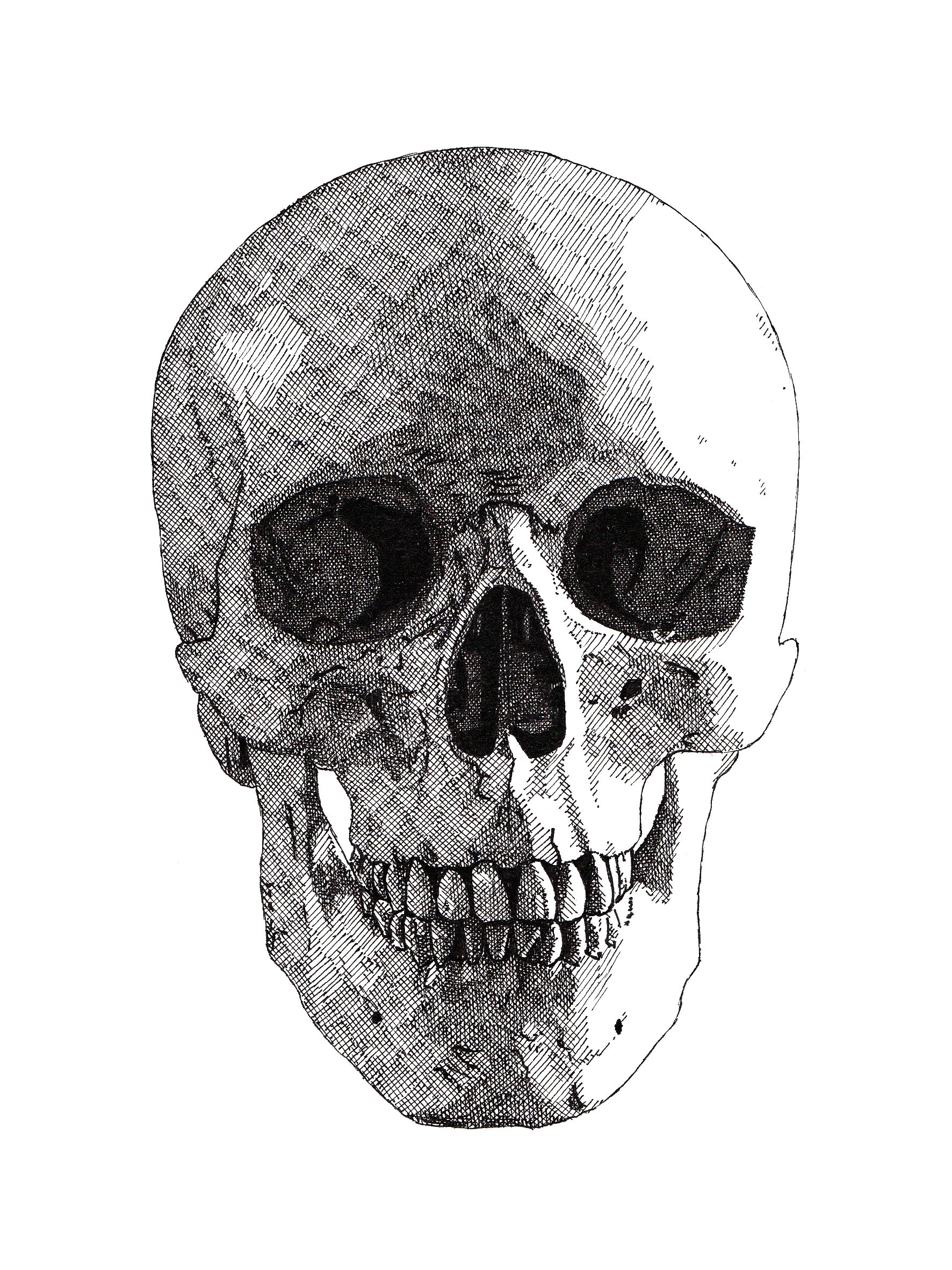 Skull Drawing.com the Finished Drawing Of the First Skull Will Be A Series Of Five