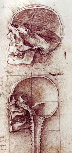 Skull Drawing Da Vinci 54 Best Fine Art Skull Sketches Images Sketches Pencil Drawings