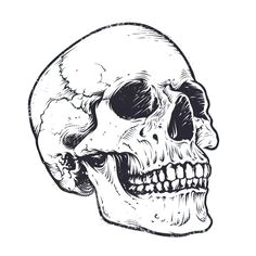 Skull Drawing Dark Vector Black and White Illustration Of Human Skull with A Lower Jaw