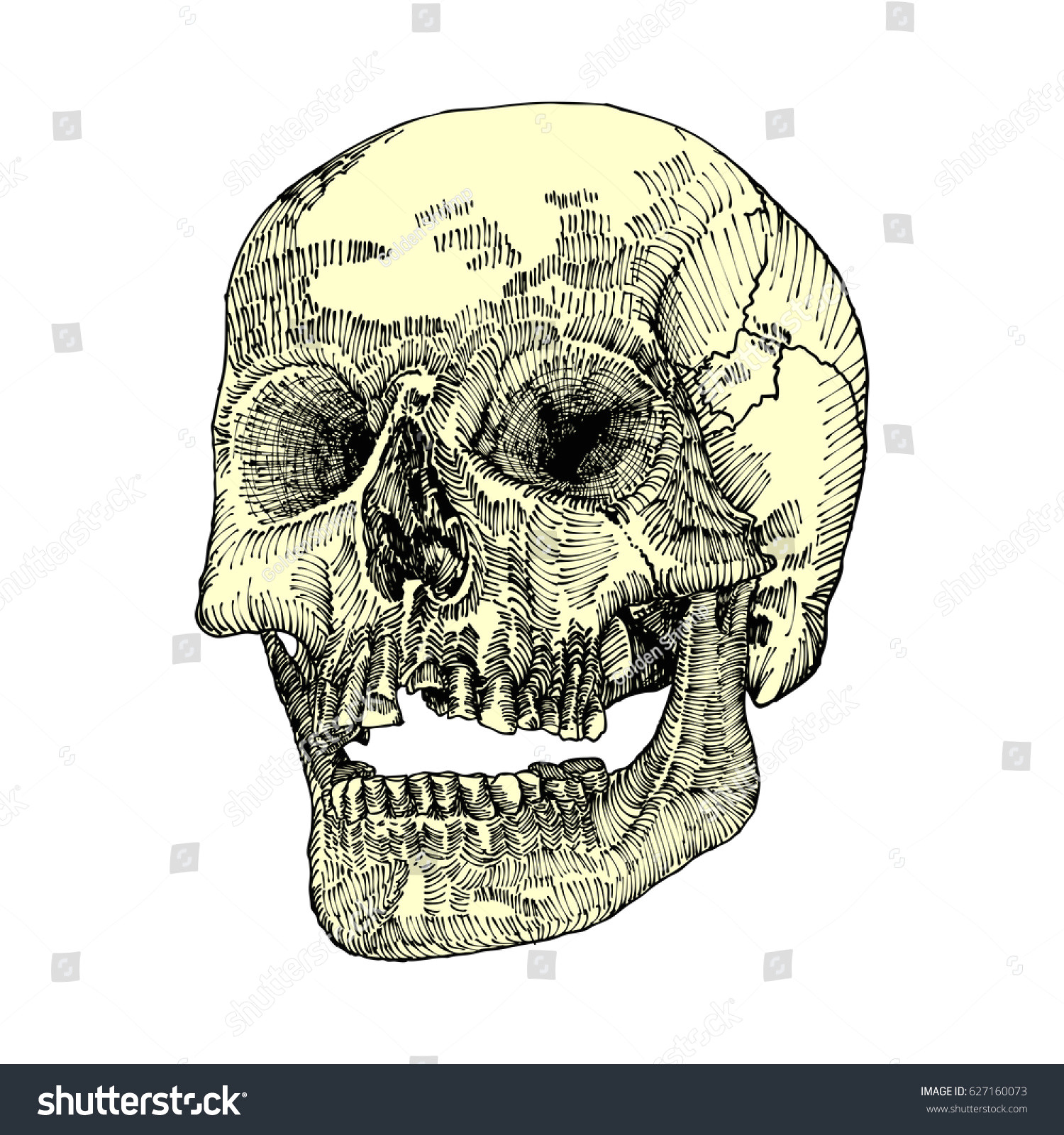 Skull Drawing Detailed Royalty Free Stock Illustration Of Anatomic Skull Open Mouth Jaw
