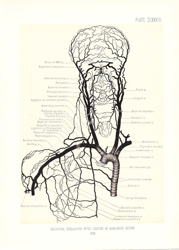 Skull Drawing Diagram 1899 Human Anatomy Print Circulation Carotid Arteries Vintage