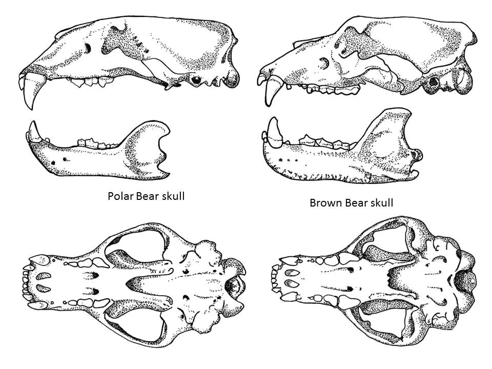 Skull Drawing Diagram Bear Skull Diagram Data Wiring Diagram today