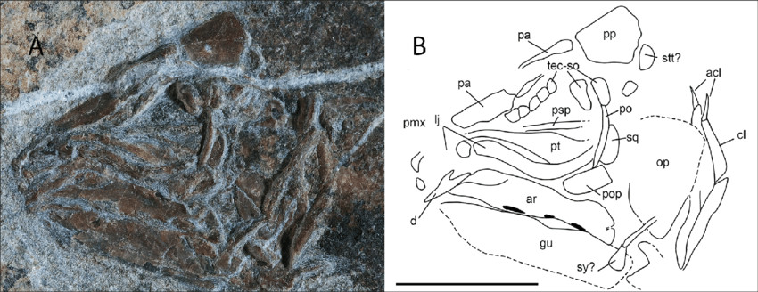 Skull Drawing Diagram Heptanema Sp Specimen Mcsn 8532 A Close Up Of the Skull B