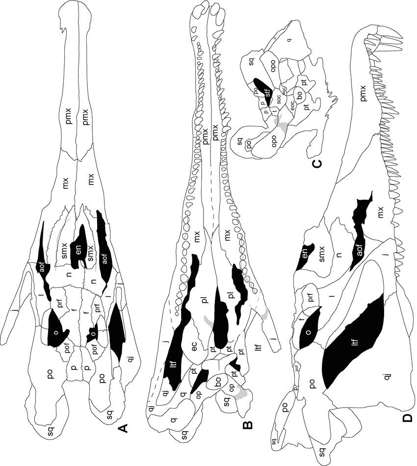 Skull Drawing Diagram Redondasaurus Gregorii Referred Skull Nmmnh P 4983 From Nmmnh