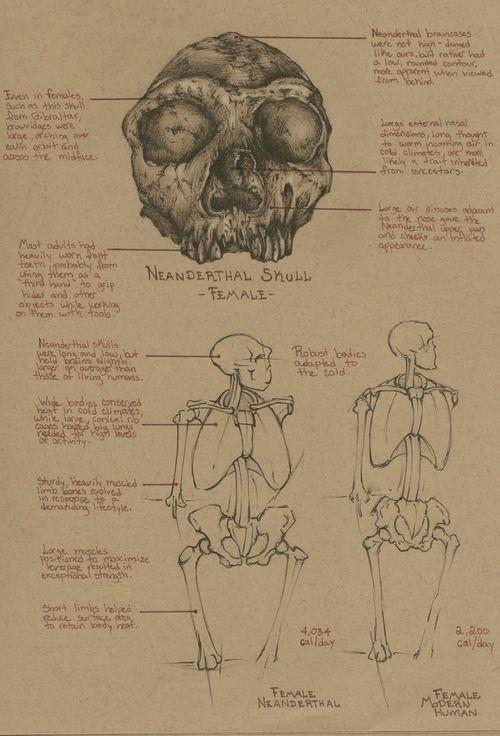 Skull Drawing Diagram Sketchbook Study Comparative Anatomy Neanderthal Female Female