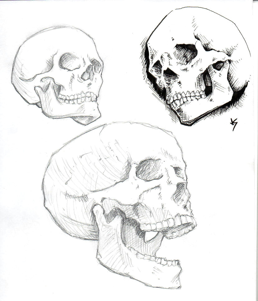 Skull Drawing Diagram Skull Studies by Od1nswrath On Deviantart