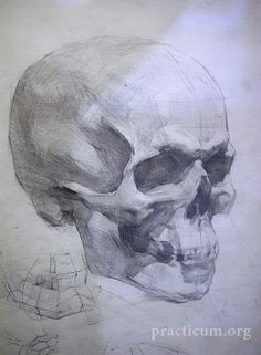 Skull Drawing Figure 174 Best Anatomy Reference Head Neck Skull Images Drawing Heads