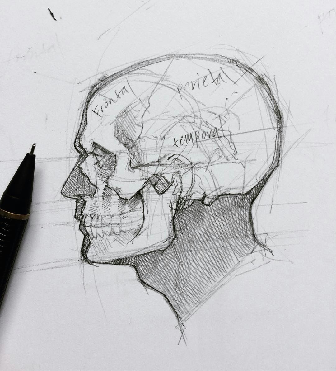 Skull Drawing Figure 4 641 Me Gusta 12 Comentarios Efrain Malo Maloart En Instagram