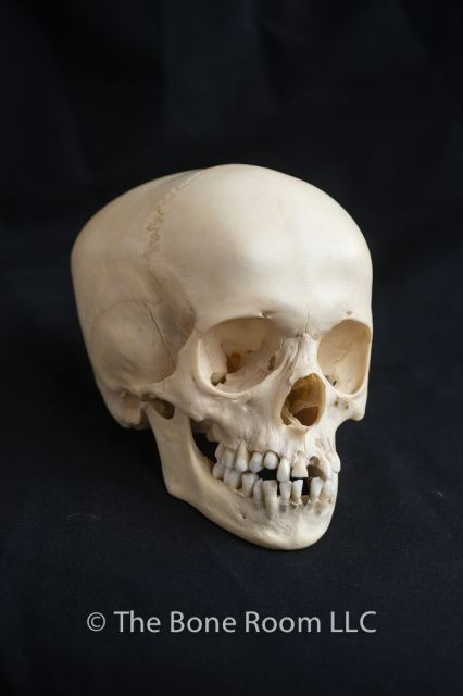 Skull Drawing for Sale Human Fetal Skulls for Sale the Bone Room Altared States