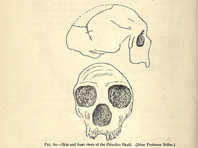 Skull Drawing From the Side Page Pala Olithic Man and Terramara Settlements In Europe Djvu 240