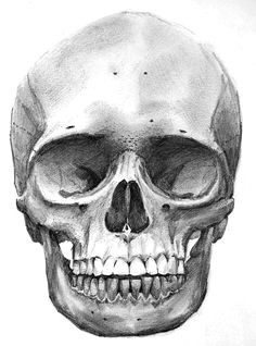 Skull Drawing Front 213 Best Skull Sketch Images Skull Skulls Skull Tattoos