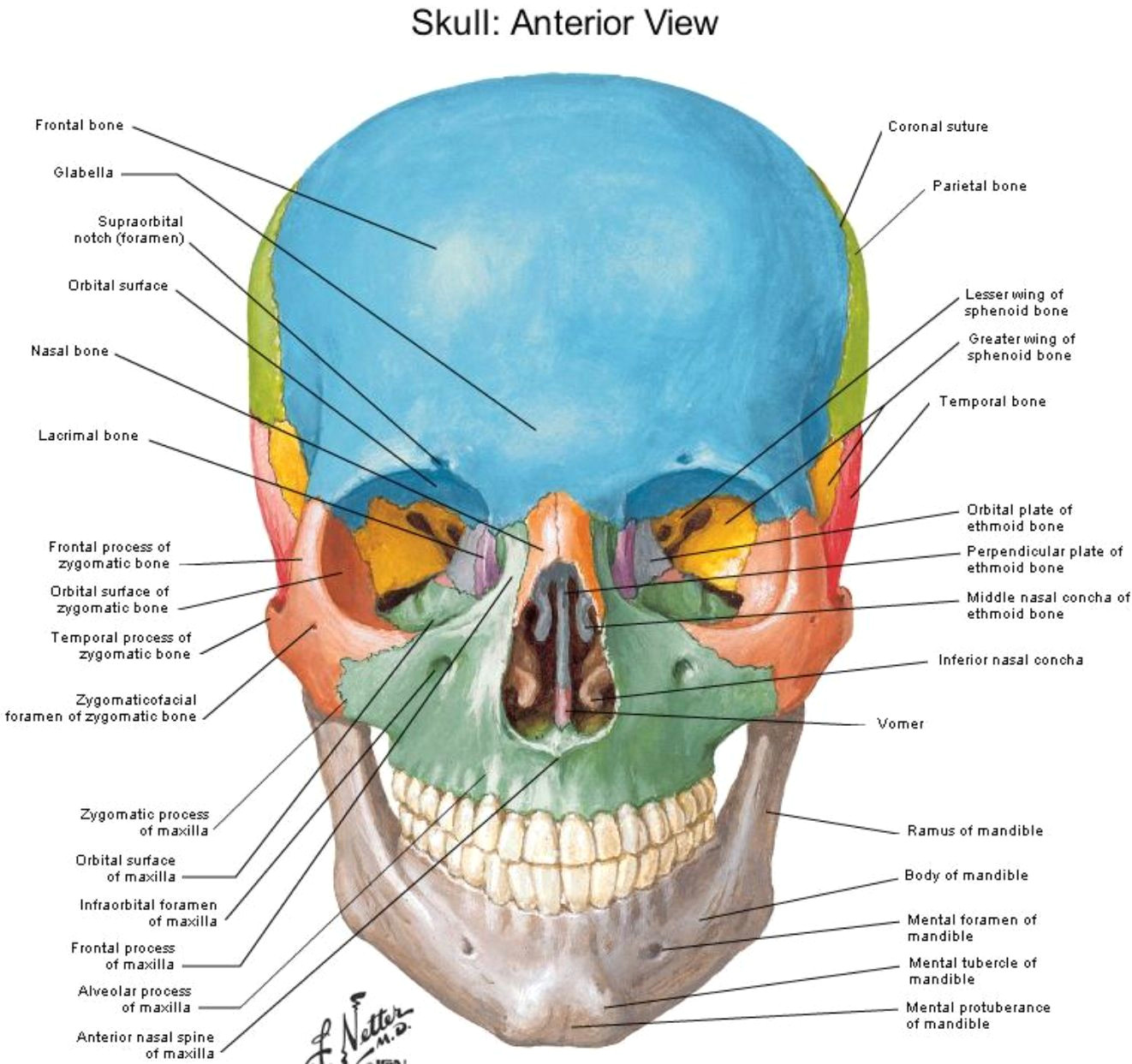 Skull Drawing Front View Anterior View Skull Netter Anatomy Pinterest Anatomy Skull