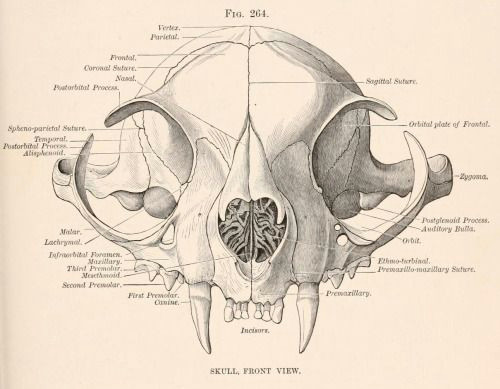 Skull Drawing Front View Frontal View Of the Skull Of the Domestic Cat Mammalian Anatomy A