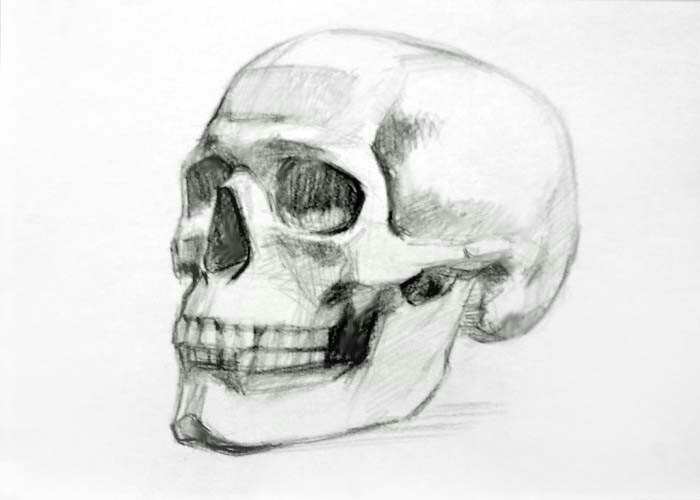 Skull Drawing Front View Skull Drawing Art Drawings Skull Sketch Art