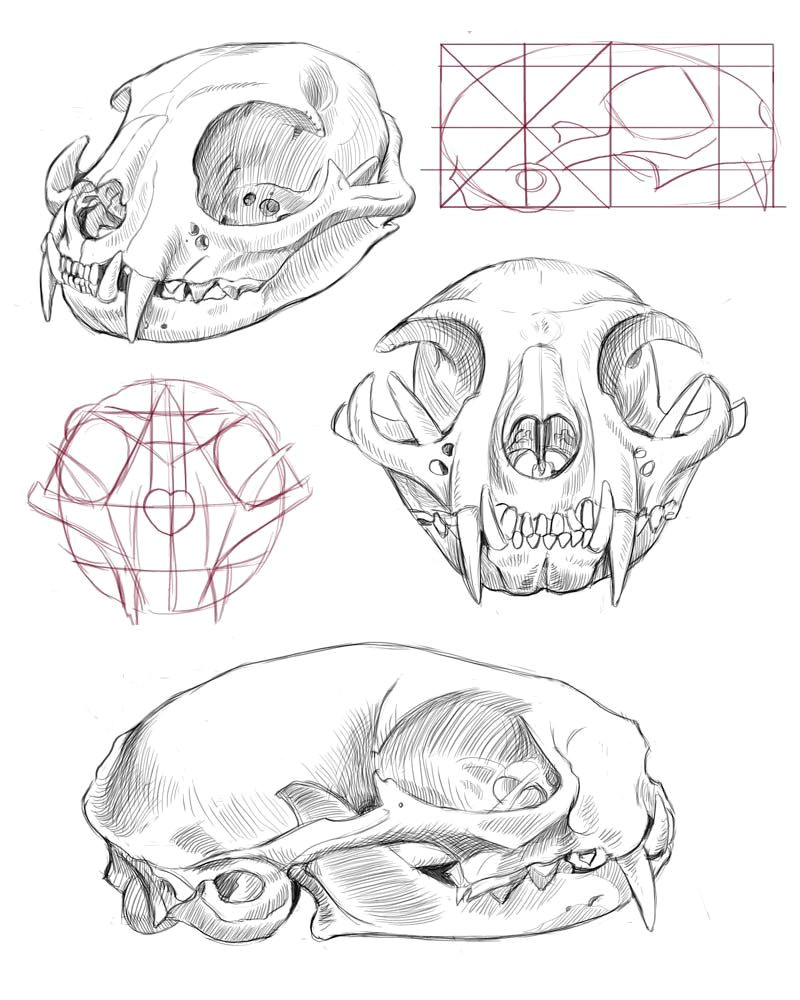 Skull Drawing Funny Cat Skull Anatomy Google Search Cat Tattoo Final Drawi