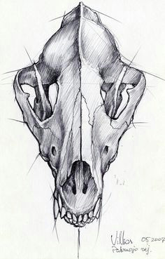 Skull Drawing Guide 24 Best Wolf Skull Images Animal Skulls Skull Bones Skulls