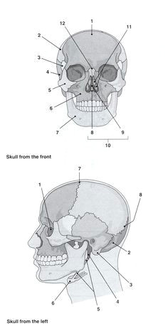 Skull Drawing Labeled 12 Best Skeleton Images Anatomy Study Anatomy Bones Bones