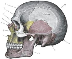 Skull Drawing Labeled 27 Best Anatomy Of the Skull Images