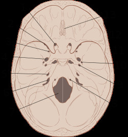 Skull Drawing Labeled Base Of Skull Wikipedia