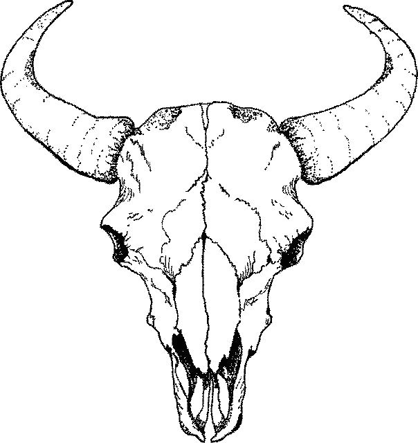 Skull Drawing Labeled Buffalo Skull Drawings Skulls Drawi