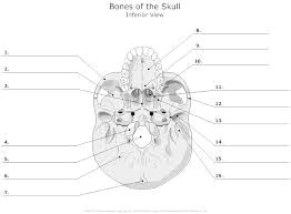 Skull Drawing Labeled Image Result for Skull Diagram Blank Anatomy Physiology I