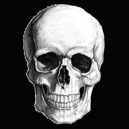 Skull Drawing Looking Up White Skull Drawing Transparent Png Stickpng