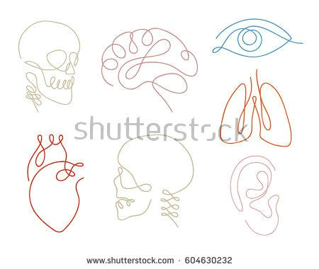 Skull Drawing Minimalist One Line Human organs Set Design Silhouette Logo Design Hand Drawn